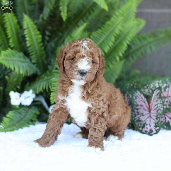 Darcy, Mini Goldendoodle Puppy